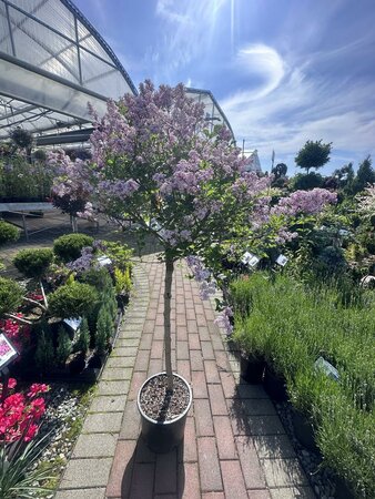 PALIBIN LILAC TREE