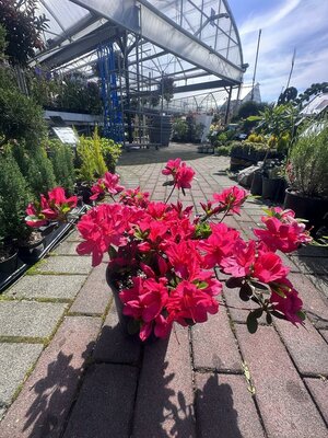 Mother's Day Azalea