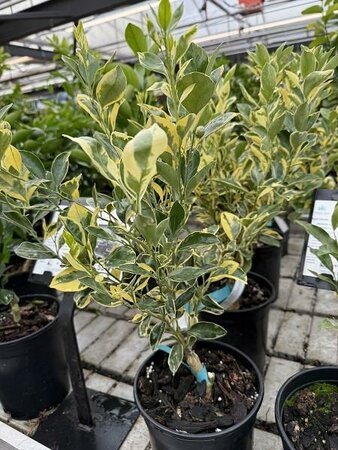 Variegated Calamondin Mini Orange - image 2