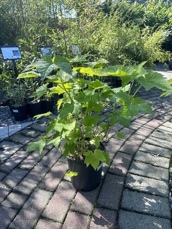 THIMBLEBERRY (NATIVE)