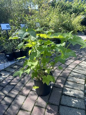 THIMBLEBERRY (NATIVE)