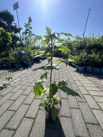 Summer Bearing Boyne Raspberry