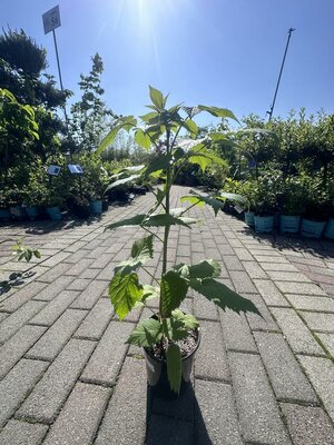 Summer Bearing Boyne Raspberry