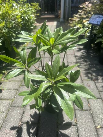 Chionoides Rhodo - image 1