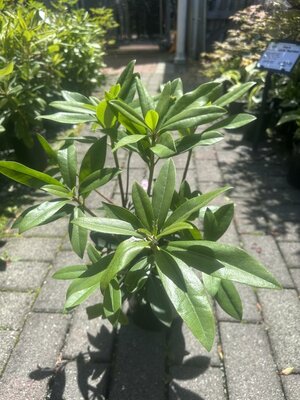 Chionoides Rhodo - image 1