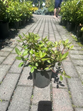 SHAMROCK RHODO