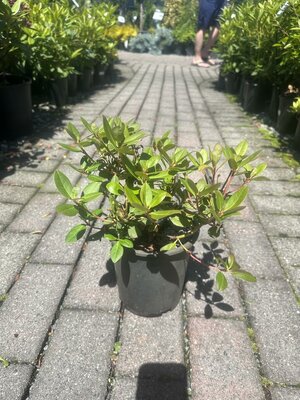 SHAMROCK RHODO