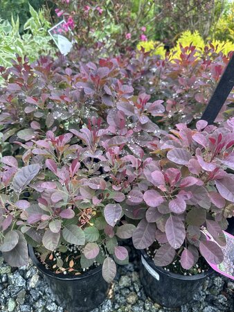 VELVETEENY DWARF ROYAL PURPLE SMOKE