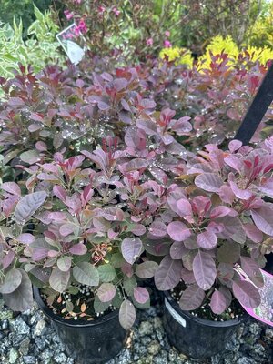Velveteeny Dwarf Royal Purple Smoke Bush