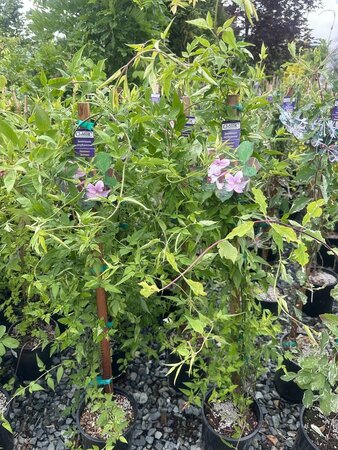 Stephanense Hardy Pink Summer Jasmine - image 1
