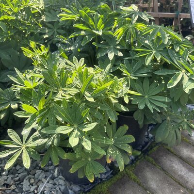MIXED LUPINS