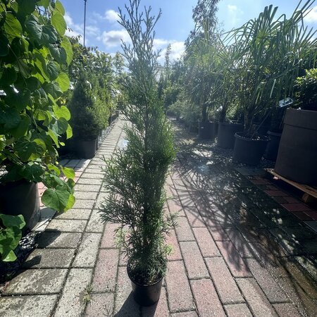 EMERALD GREEN CEDAR