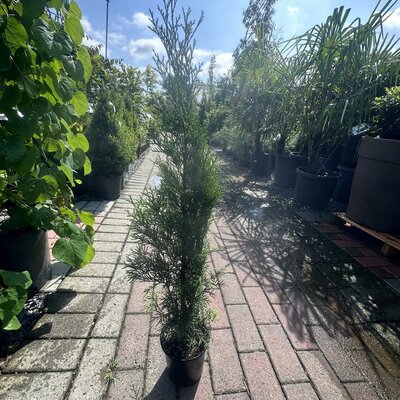 EMERALD GREEN CEDAR