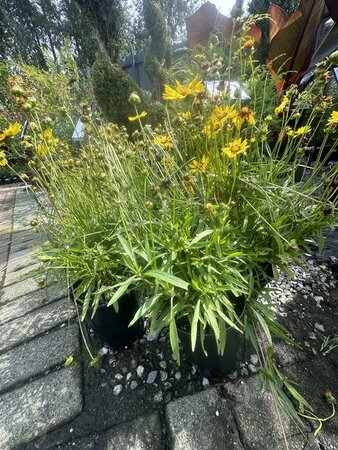 SUNKISS COREOPSIS