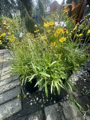 SUNKISS COREOPSIS
