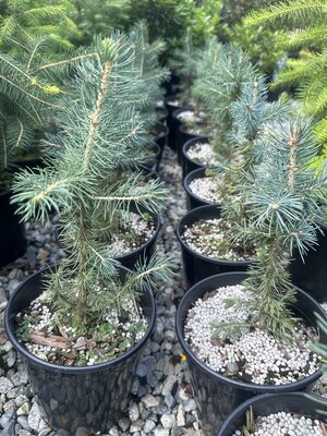 COLORADO BLUE SPRUCE