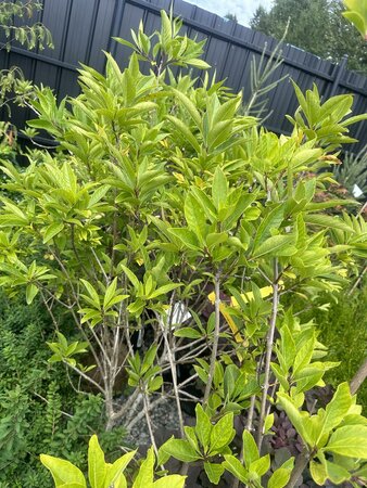 Fringe Tree