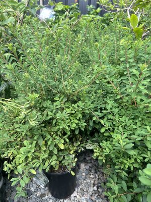 SNOWMOUND SPIREA