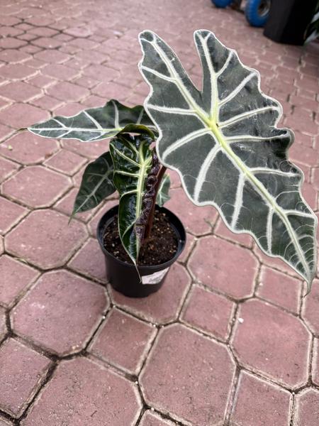 Alocasia African Mask