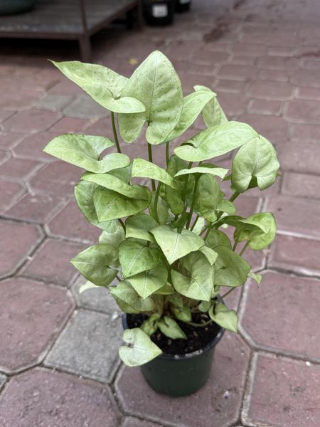 Arrowhead (Nephthytis) Moonshine - image 2