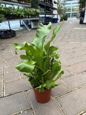 Bird's Nest Fern - image 2