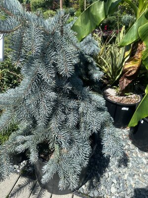 Weeping Blue Spruce