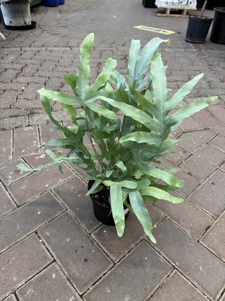 Blue Star Fern - image 2