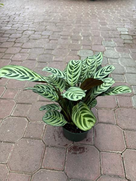 Calathea Burl Marx