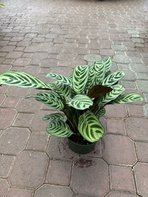 Calathea Burl Marx