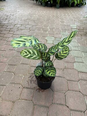Calathea Peacock - image 2