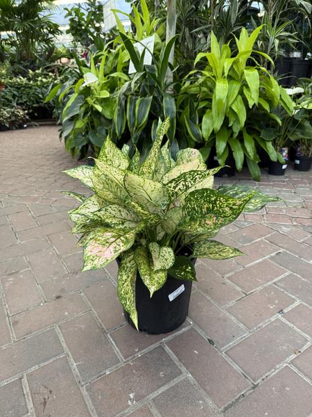 Chinese Evergreen Etta Rose - image 2