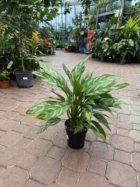 Chinese Evergreen Super Maria - image 2