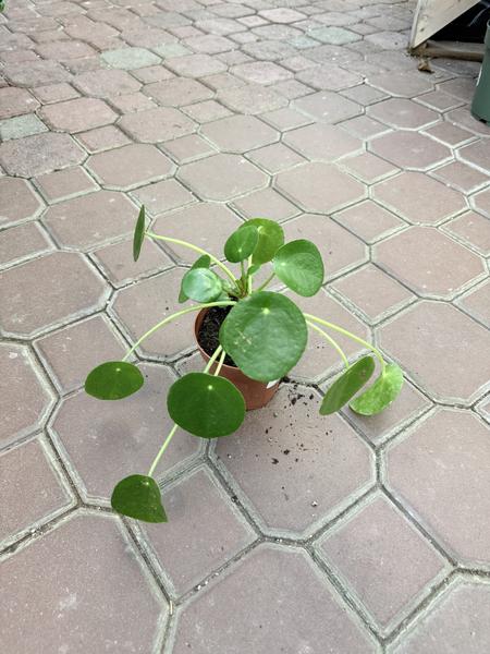 Chinese Money Plant - image 2