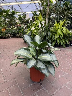 Chinese Evergreen Diamond Bay Sale - image 2