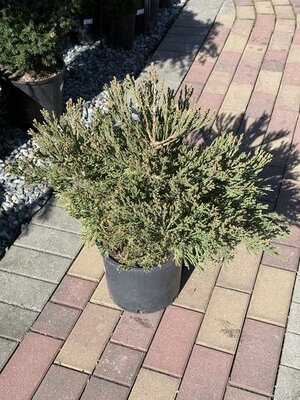 Von Martin Compact Giant Sequoia - image 2