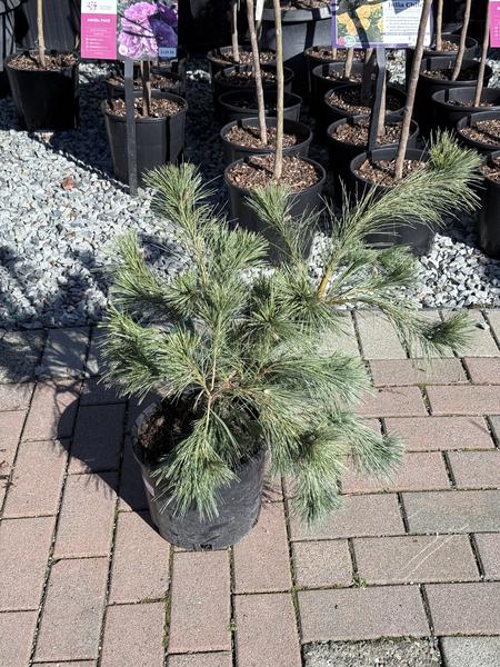 Niagara Falls White Pine - image 3