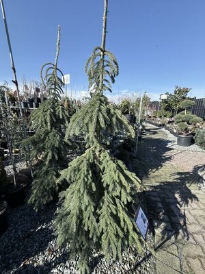 Weeping White Spruce - image 3