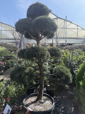 Topiary Scotch Pine 5-6' - image 2
