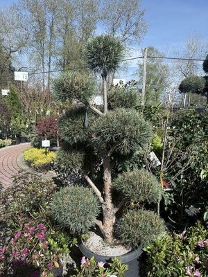Poodled Water's Pine - image 2