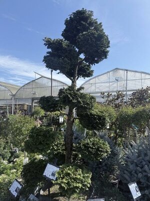 Poodle Topiary Hinoki Cypress 7-8' - image 3