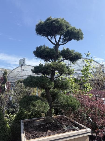 Topiary Shore Pine 7-8' - image 3