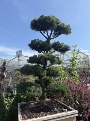 Topiary Shore Pine 7-8' - image 3