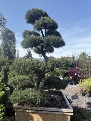 Topiary Shore Pine 6-7' - image 3