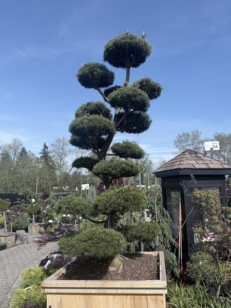 Topiary Shore Pine 7-8' - image 2