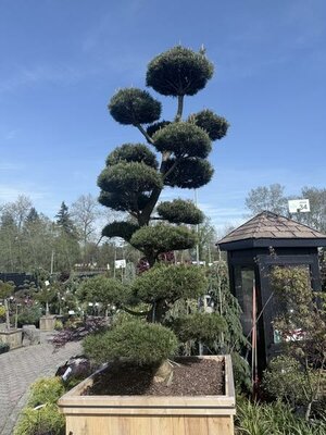 Topiary Shore Pine 7-8' - image 2