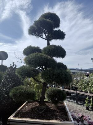Topiary Shore Pine 6-7' - image 4