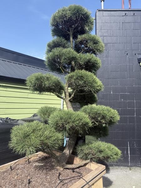 Topiary Shore Pine 6-7' - image 2
