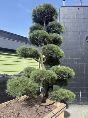 Topiary Shore Pine 6-7' - image 2