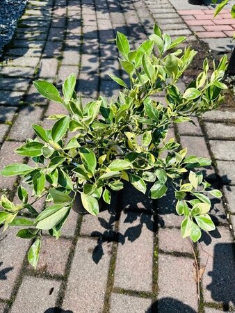 Variegated Calamondin Mini Orange - image 1