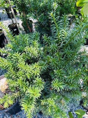 Hick's Yew - image 1